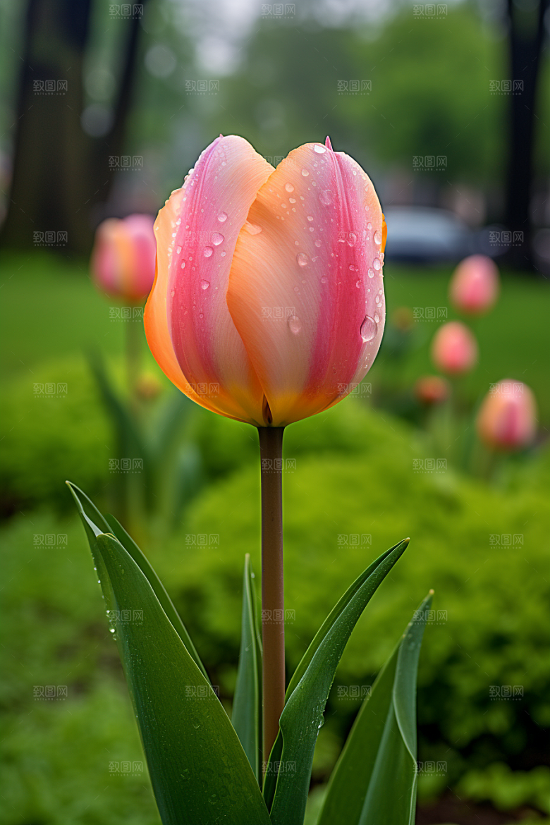 郁金香花朵花卉摄影图