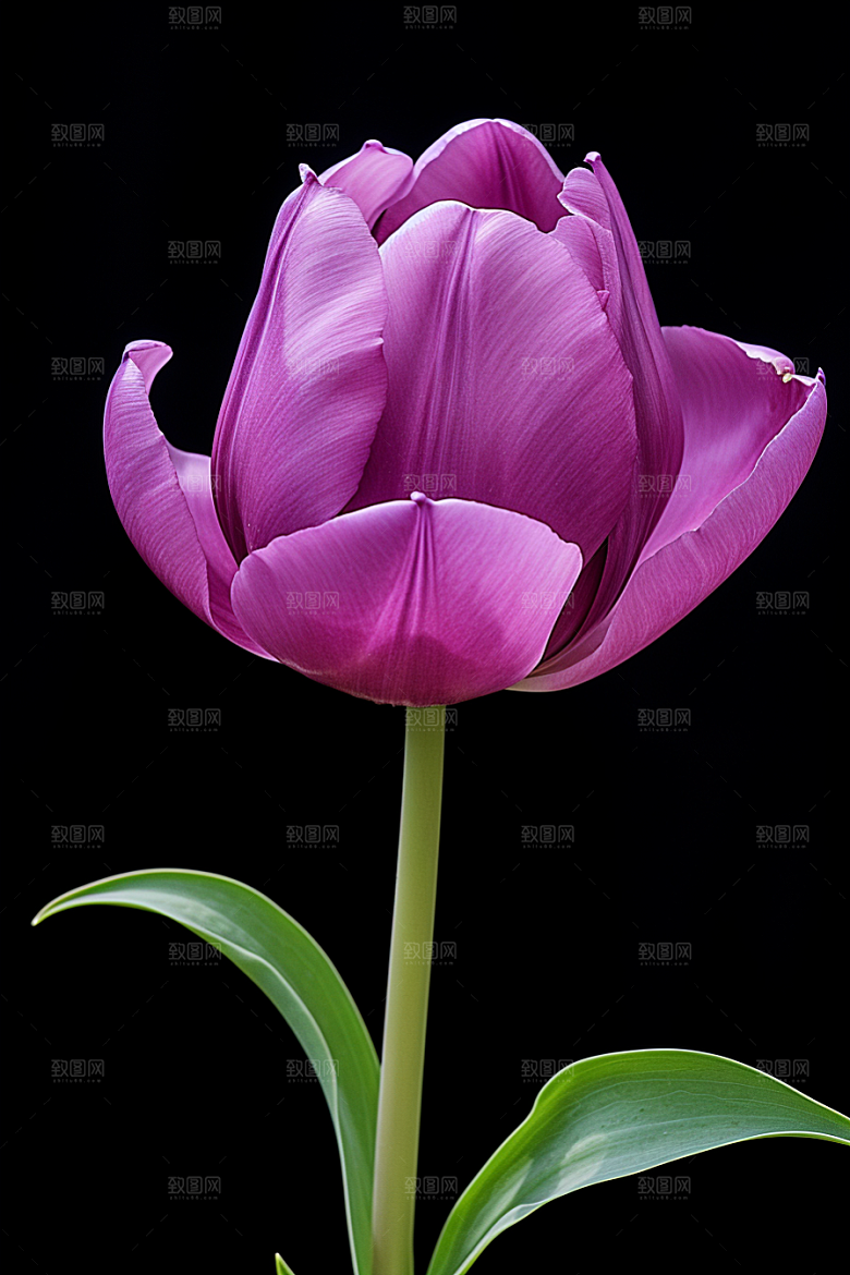 郁金香花朵鲜艳摄影图