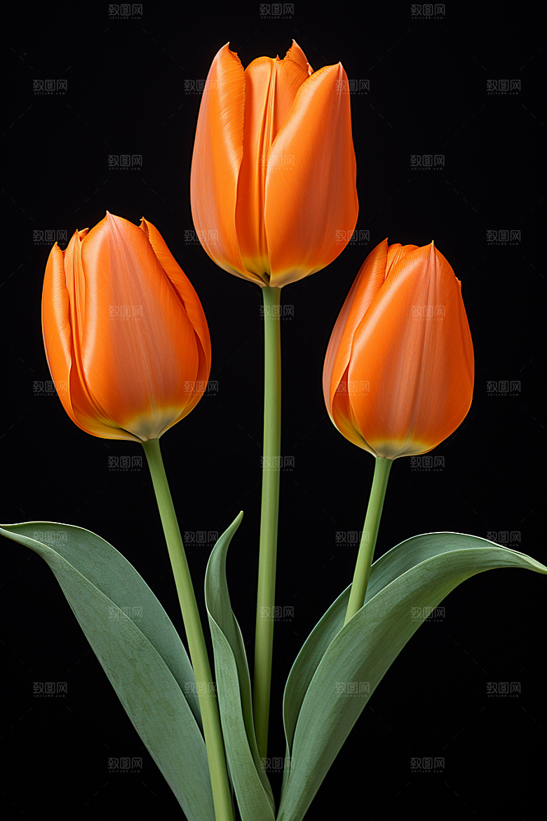 郁金香花朵明媚摄影图