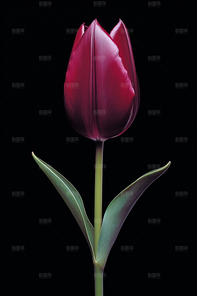 郁金香花朵彩色摄影图