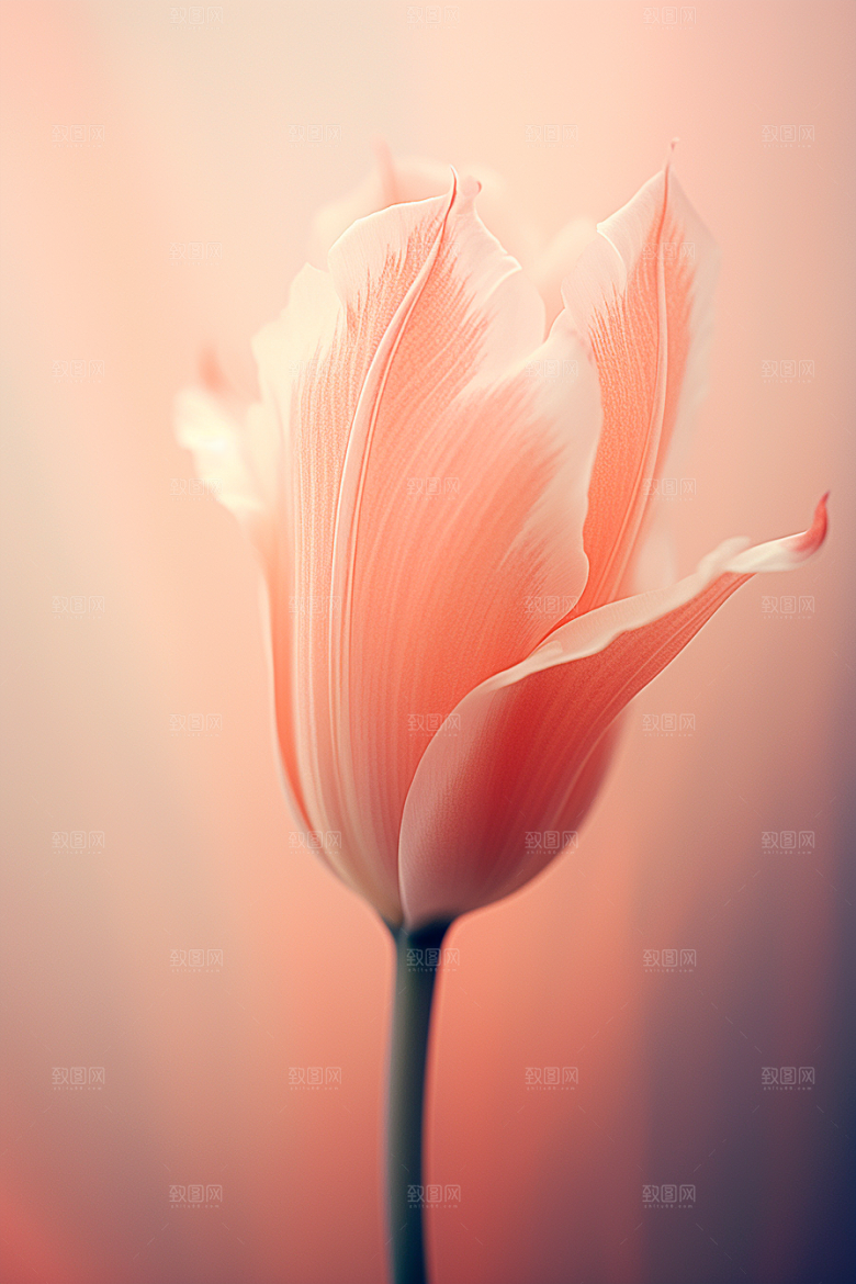郁金香自然花卉摄影图