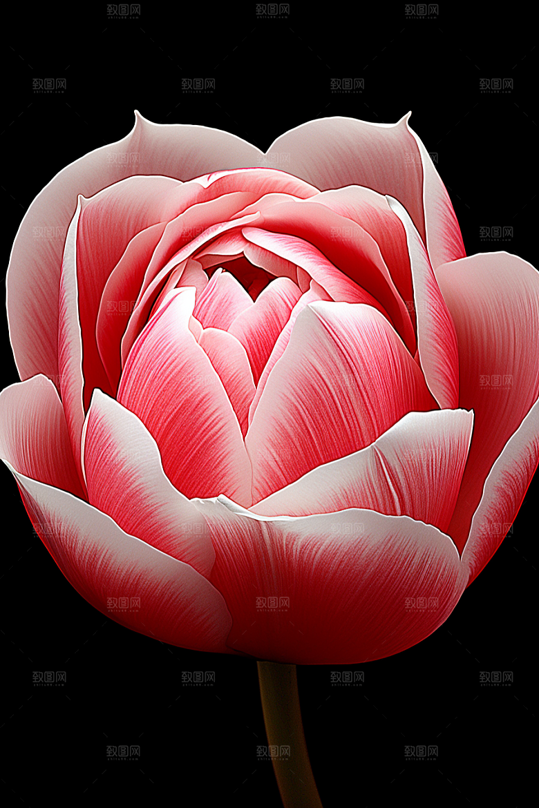 郁金香自然花朵摄影图