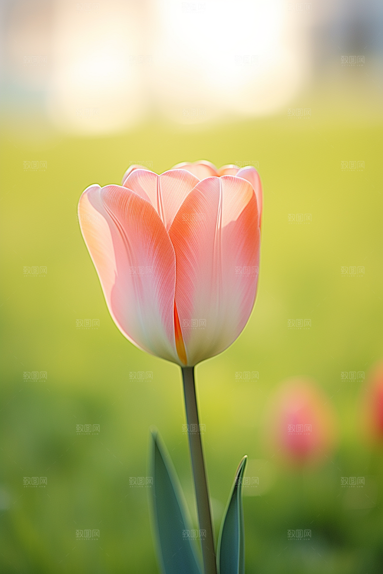 郁金香花卉花朵摄影图