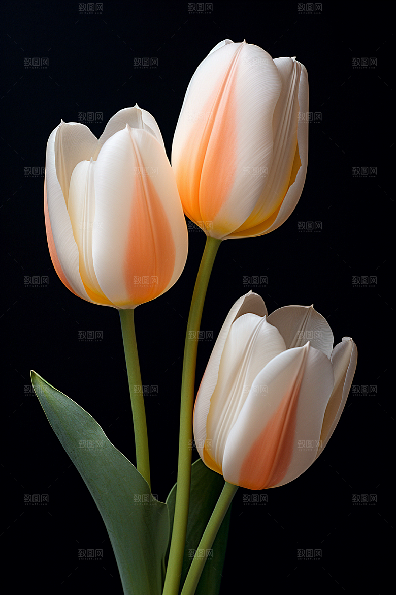 郁金香花朵自然摄影图