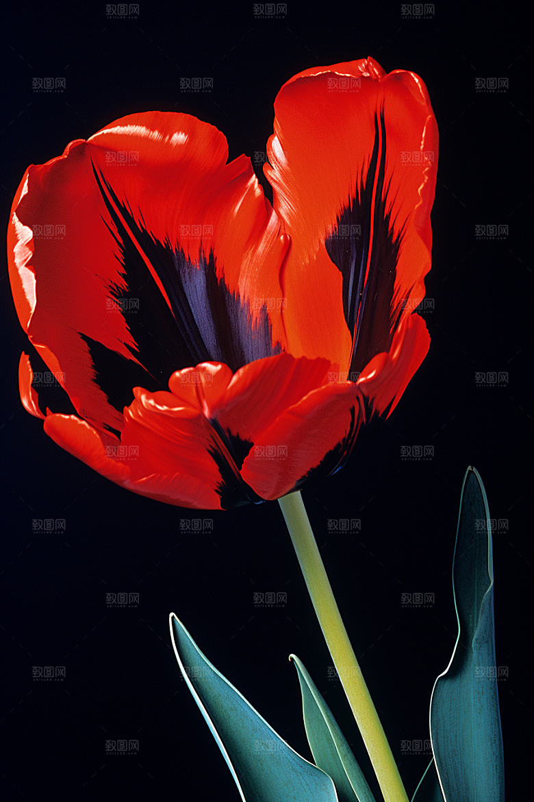 郁金香花朵花卉摄影图