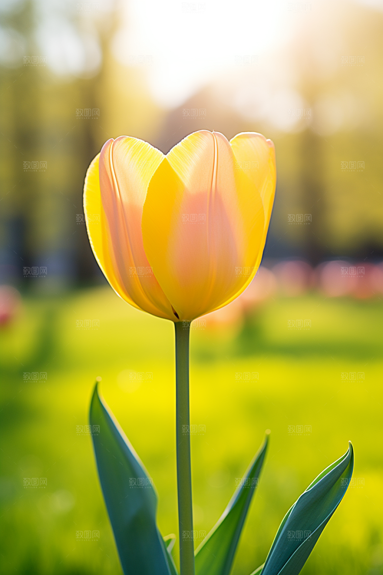 郁金香花朵灿烂摄影图