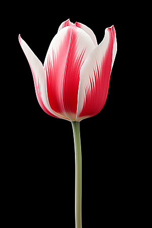 郁金香花朵花朵摄影图