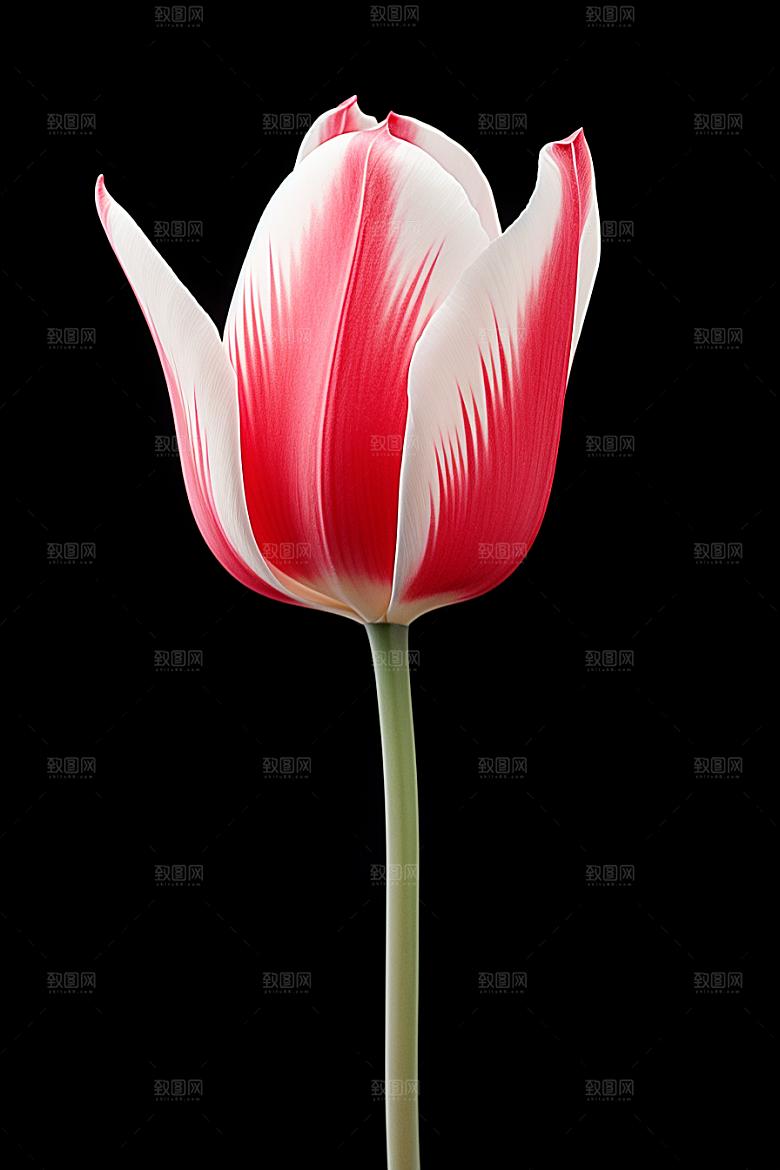 郁金香花朵花朵摄影图