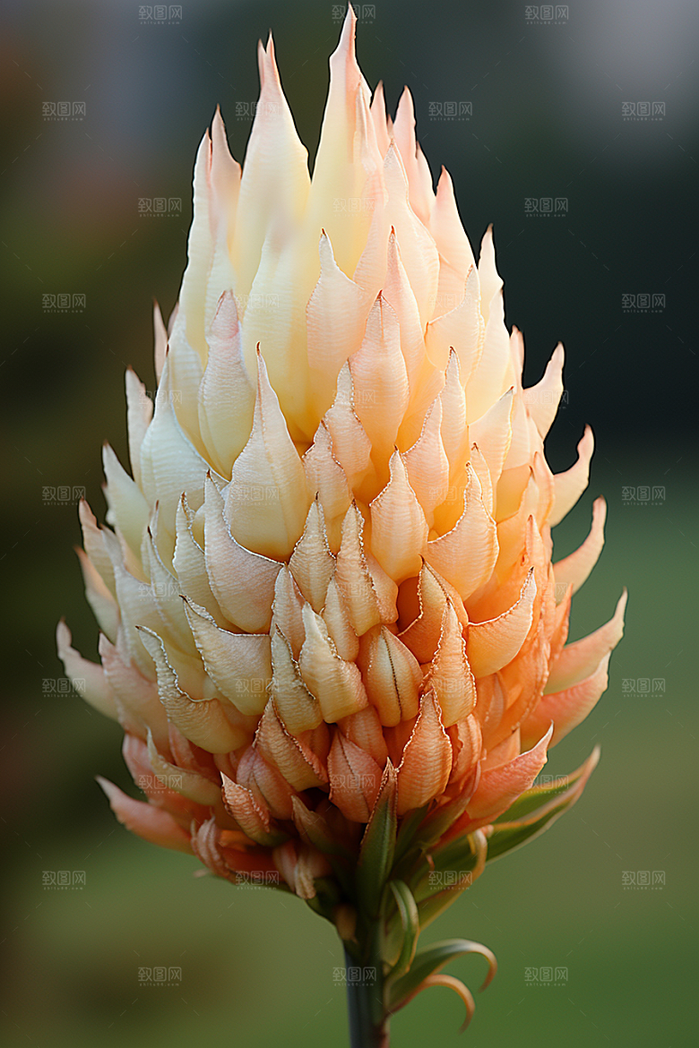 郁金香明媚花卉摄影图