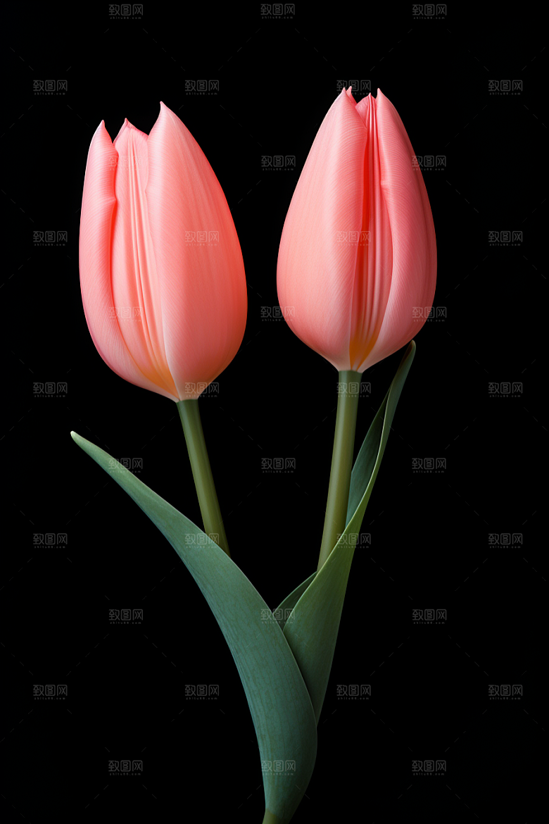 郁金香花朵高清摄影图