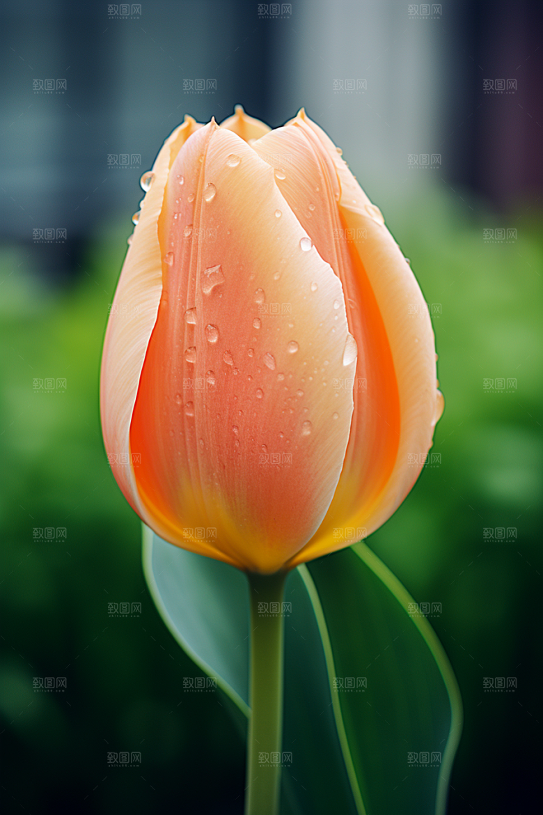 郁金香花卉彩色摄影图