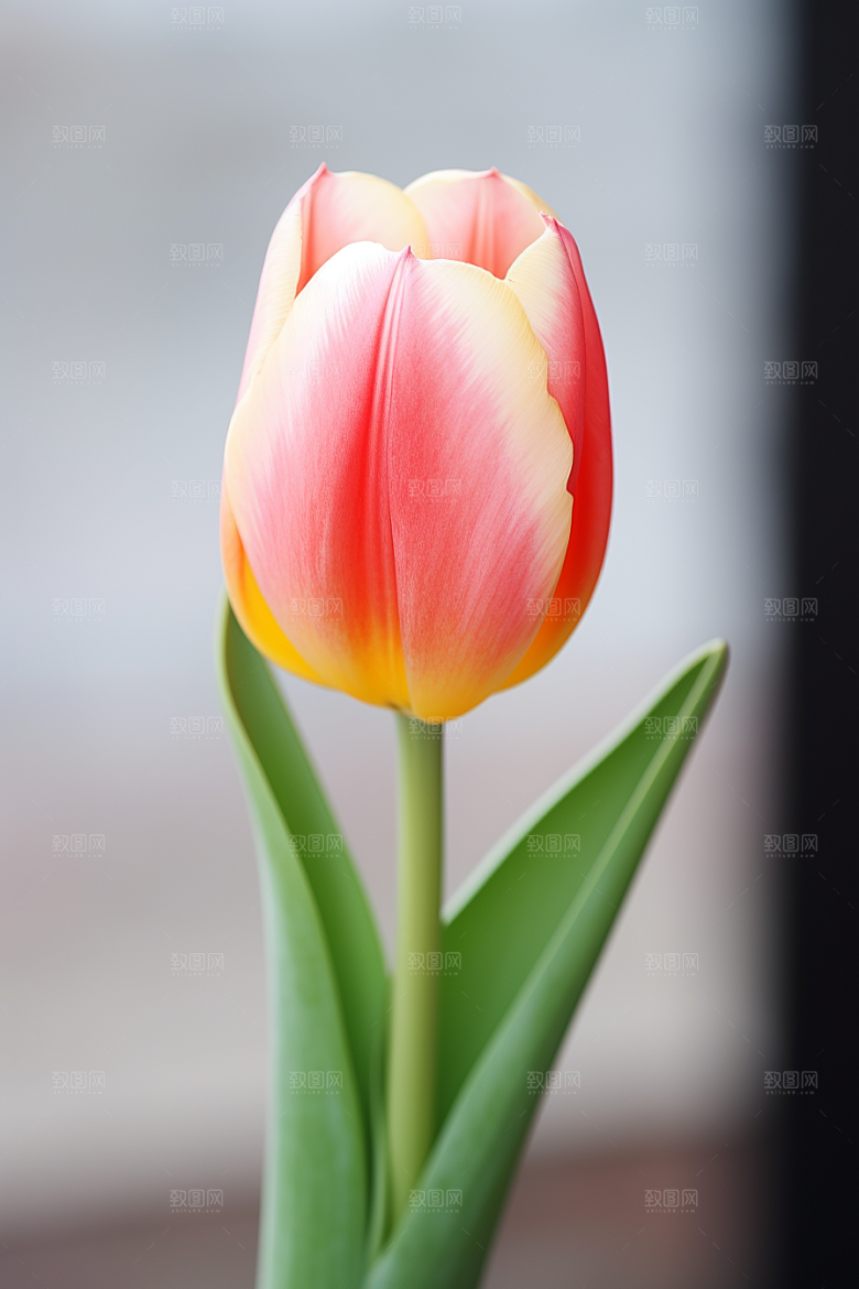 郁金香花朵鲜艳摄影图
