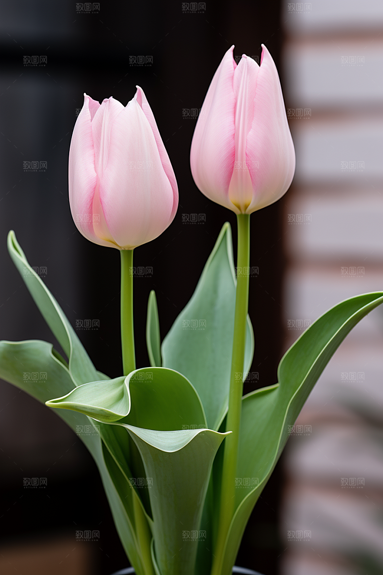 郁金香花朵花卉摄影图