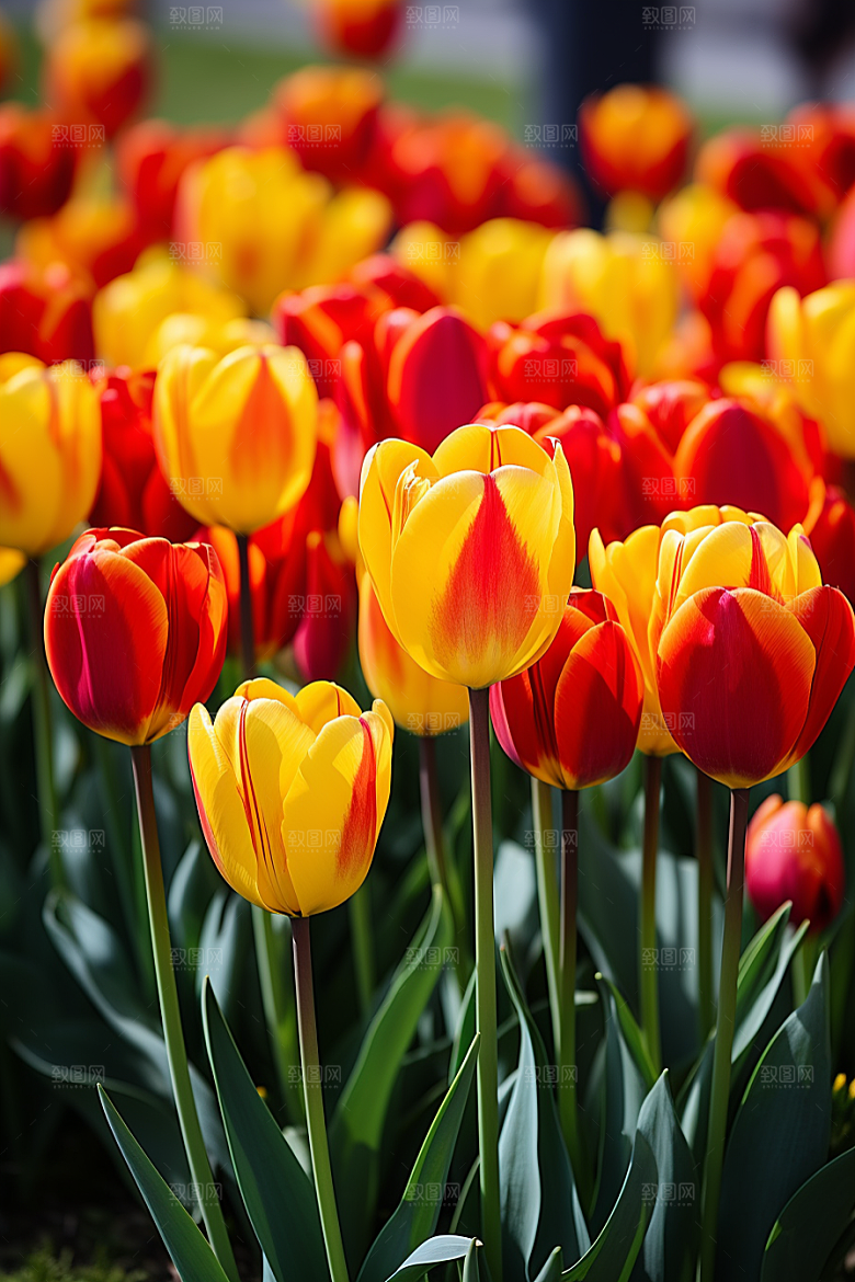 郁金香花卉花朵摄影图