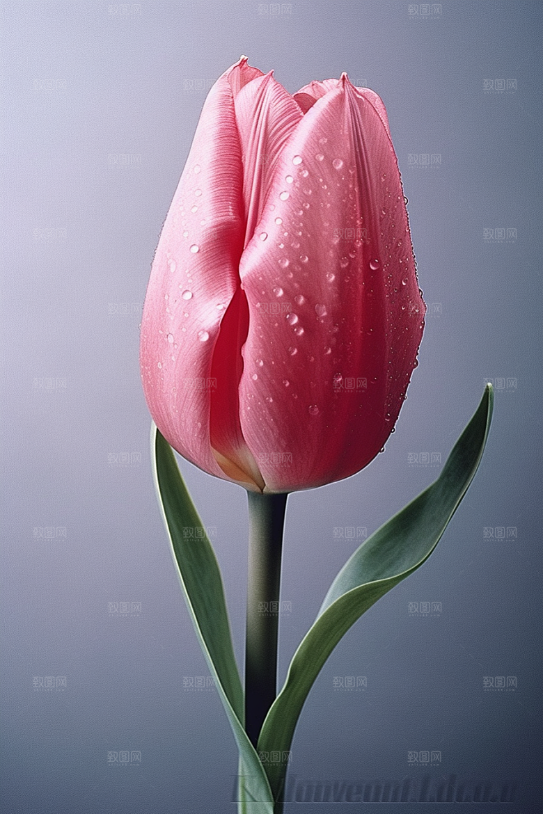 郁金香花卉鲜艳摄影图