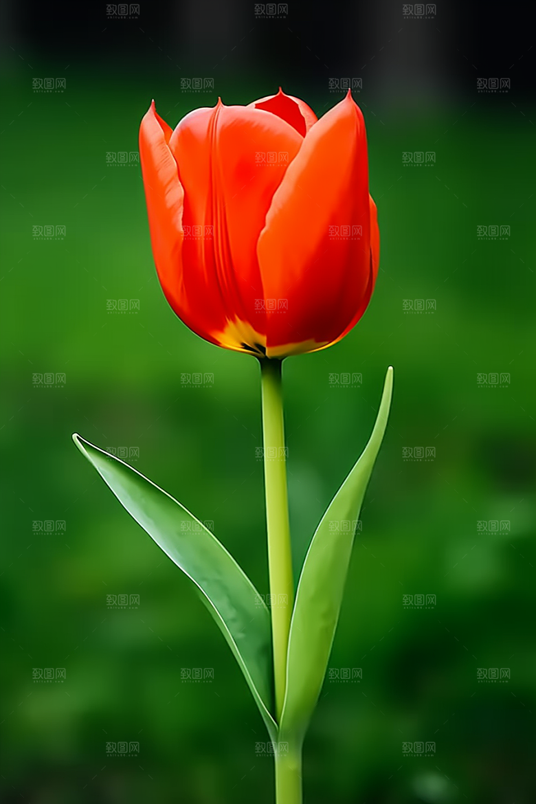 郁金香花朵鲜艳摄影图