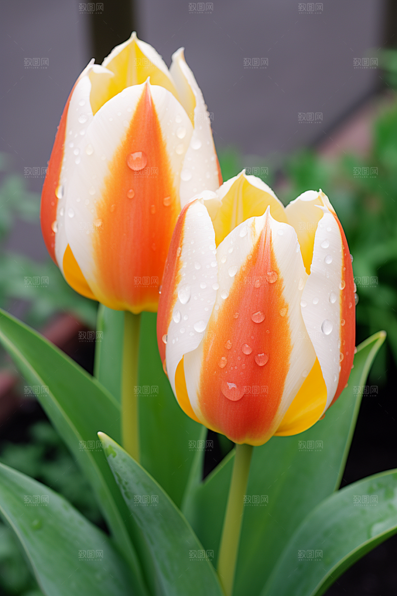 郁金香灿烂花朵摄影图