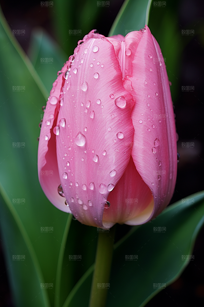 郁金香花卉自然摄影图