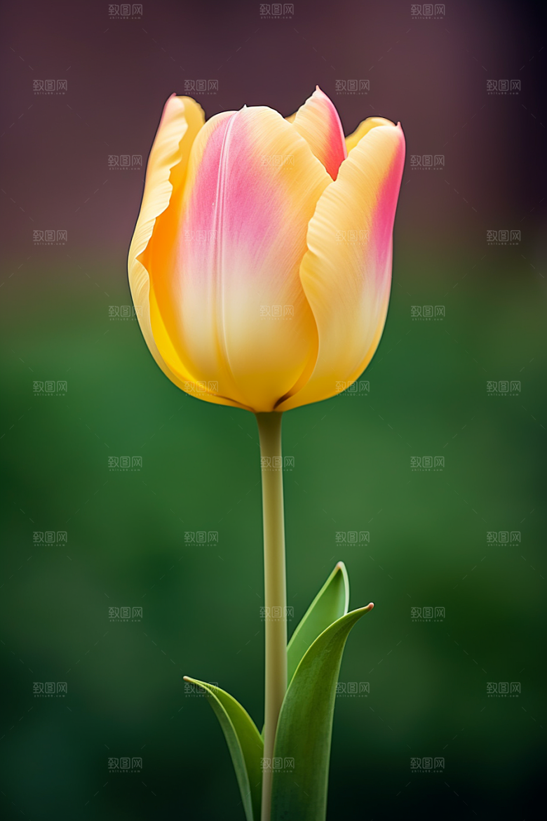 郁金香花朵鲜艳摄影图