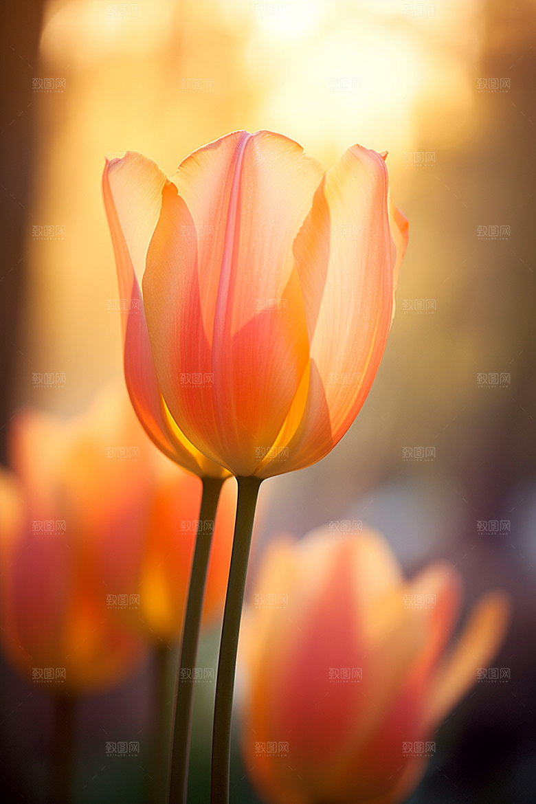 郁金香花朵缤纷摄影图
