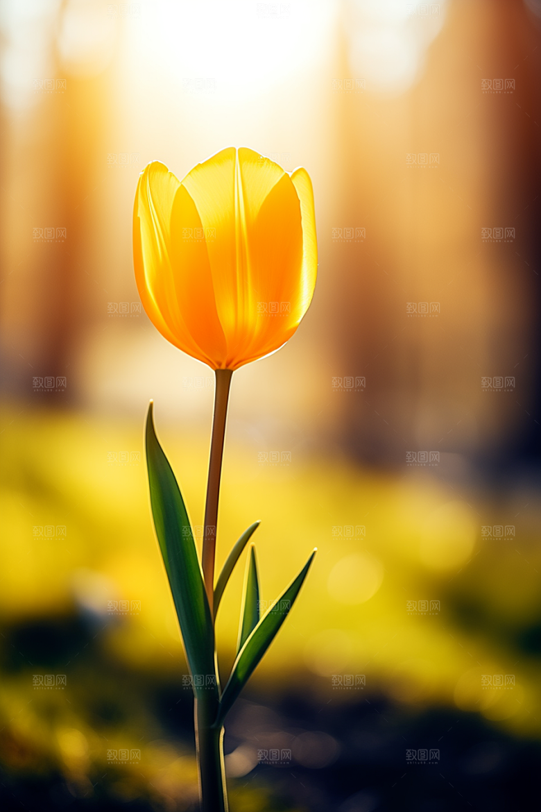 郁金香花卉鲜艳摄影图