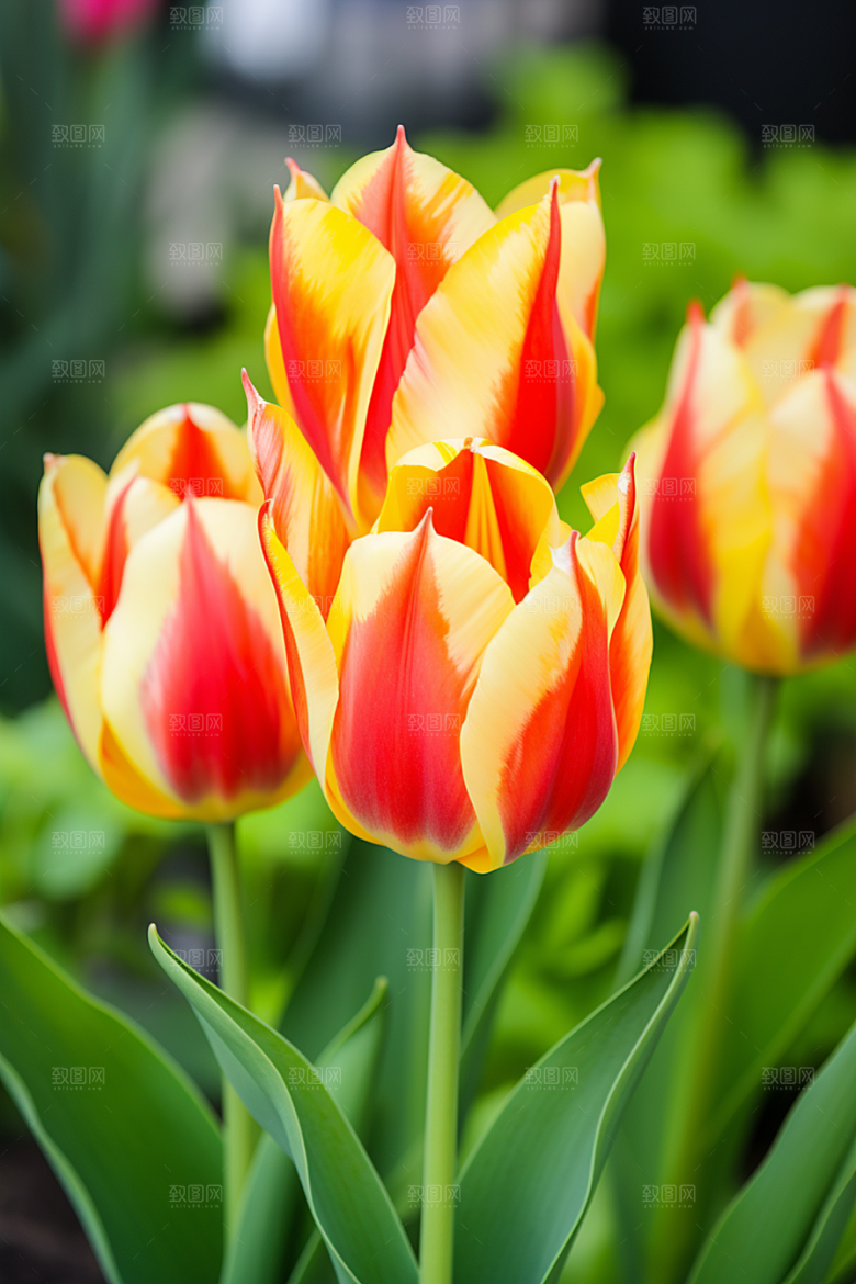 郁金香花朵鲜艳摄影图