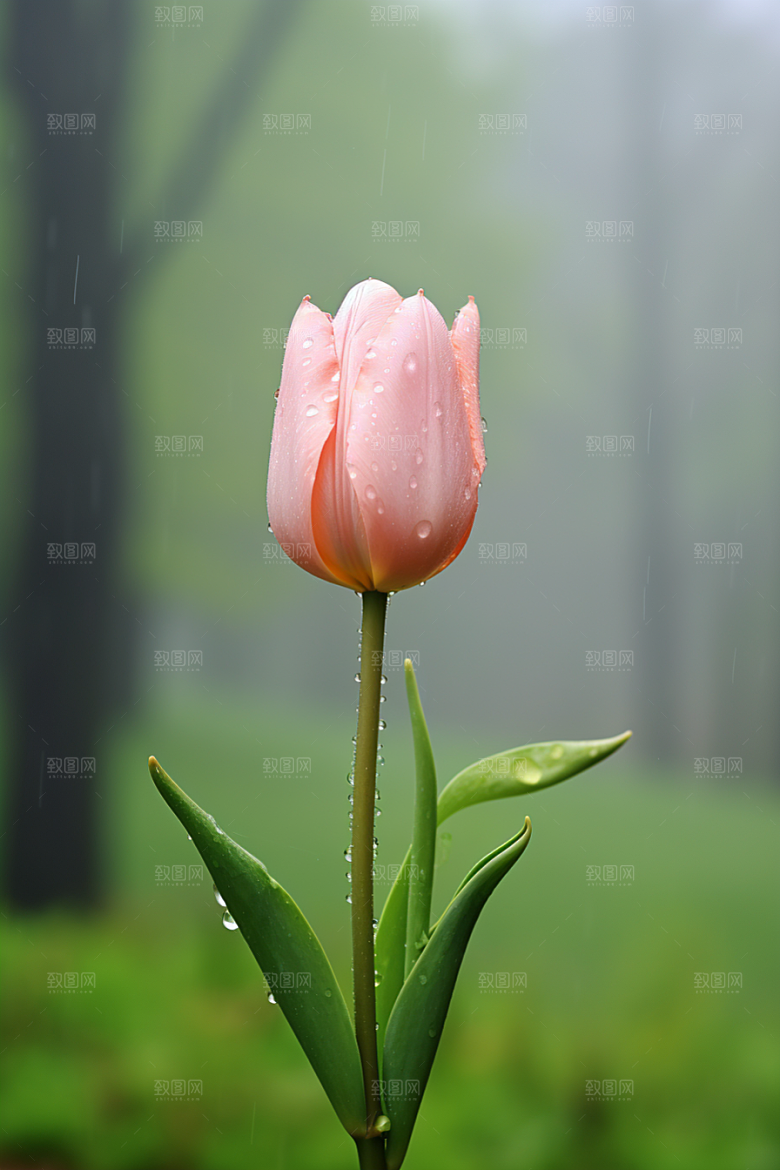 郁金香花朵自然摄影图