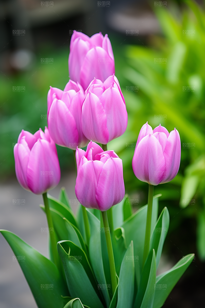 郁金香花朵彩色摄影图