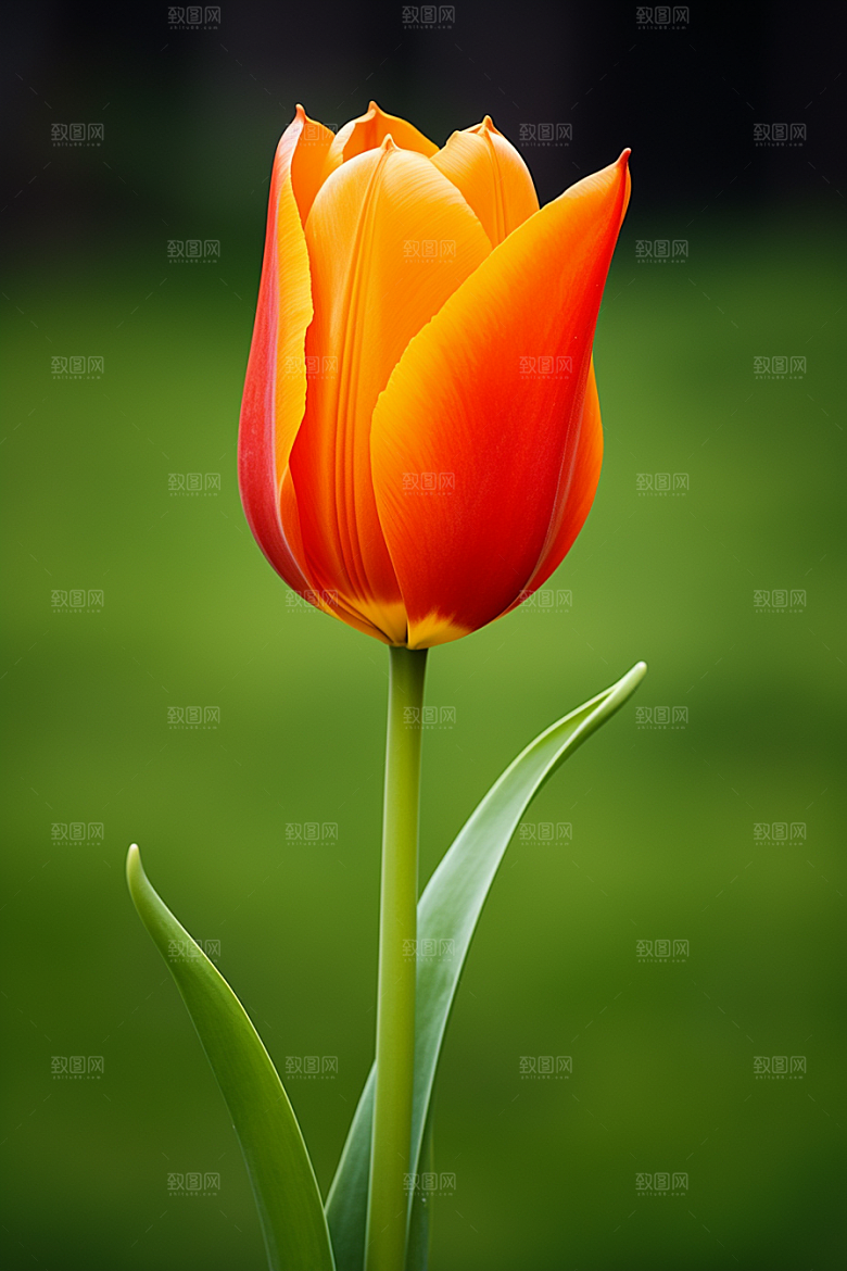 郁金香花卉彩色摄影图