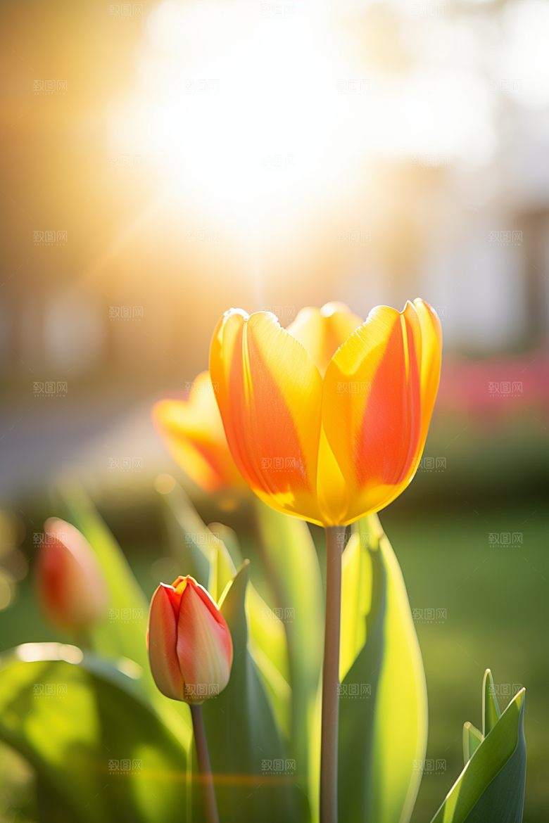 郁金香阳光花朵摄影图