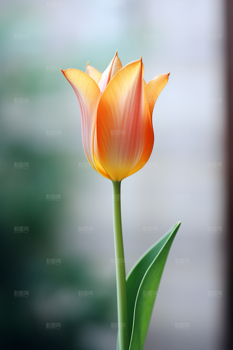 郁金香灿烂花卉摄影图