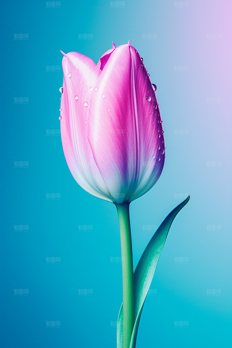 郁金香鲜艳花朵摄影图
