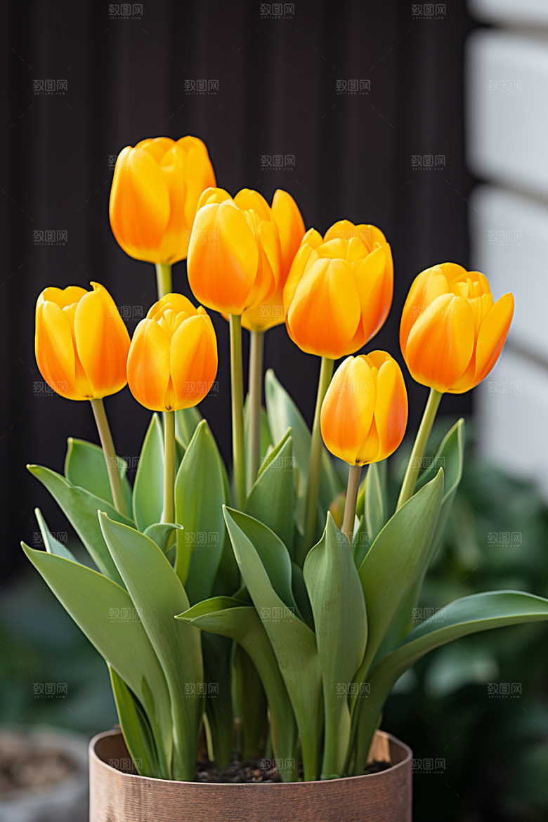 郁金香阳光花朵摄影图