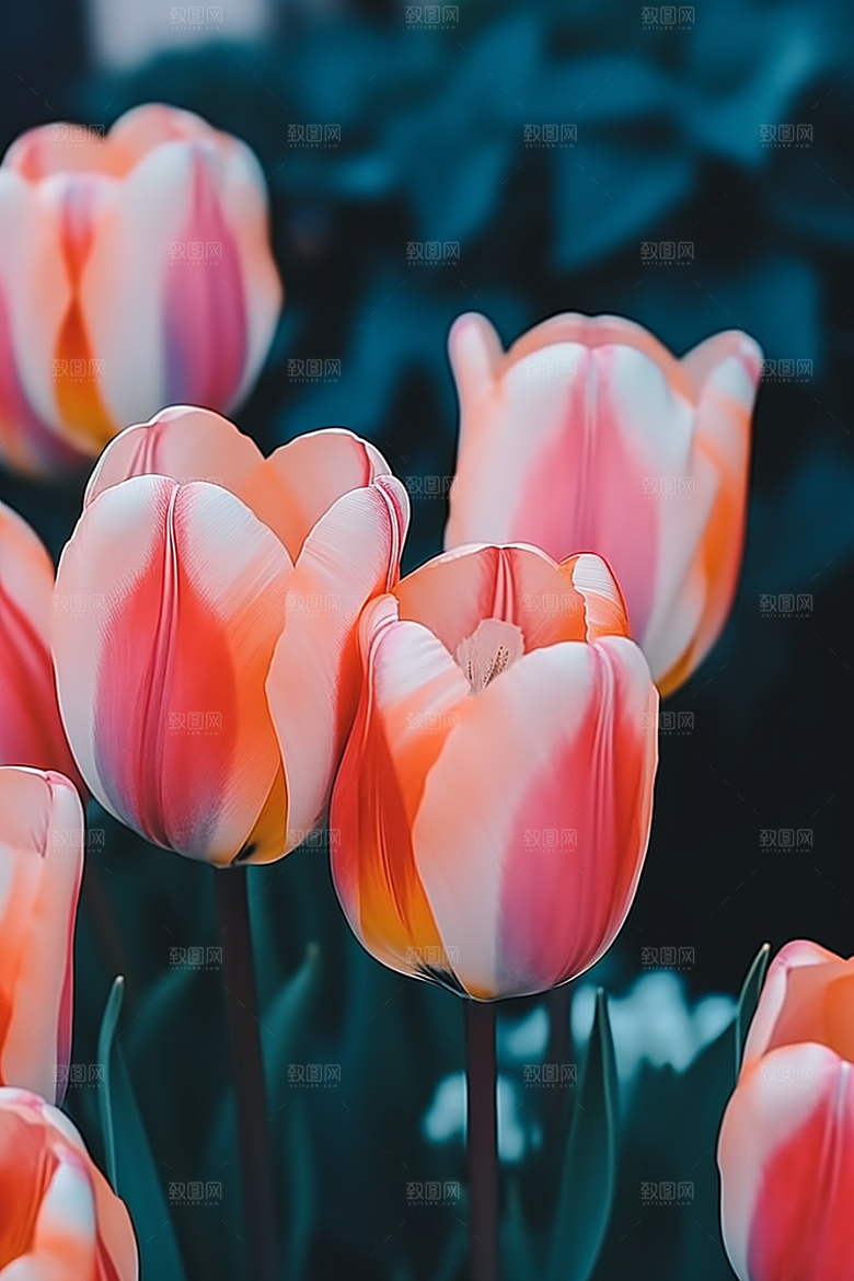 郁金香花卉花朵摄影图
