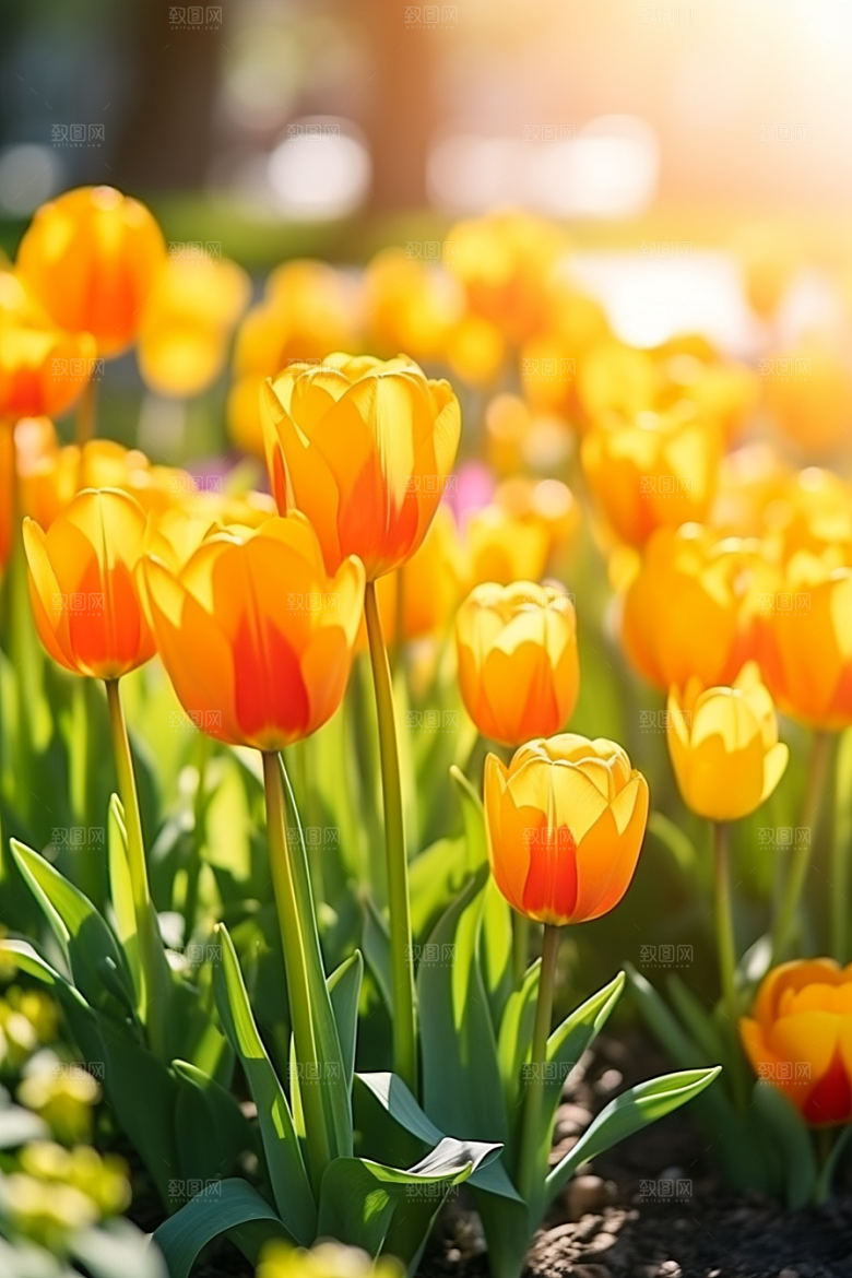 郁金香花卉明媚摄影图