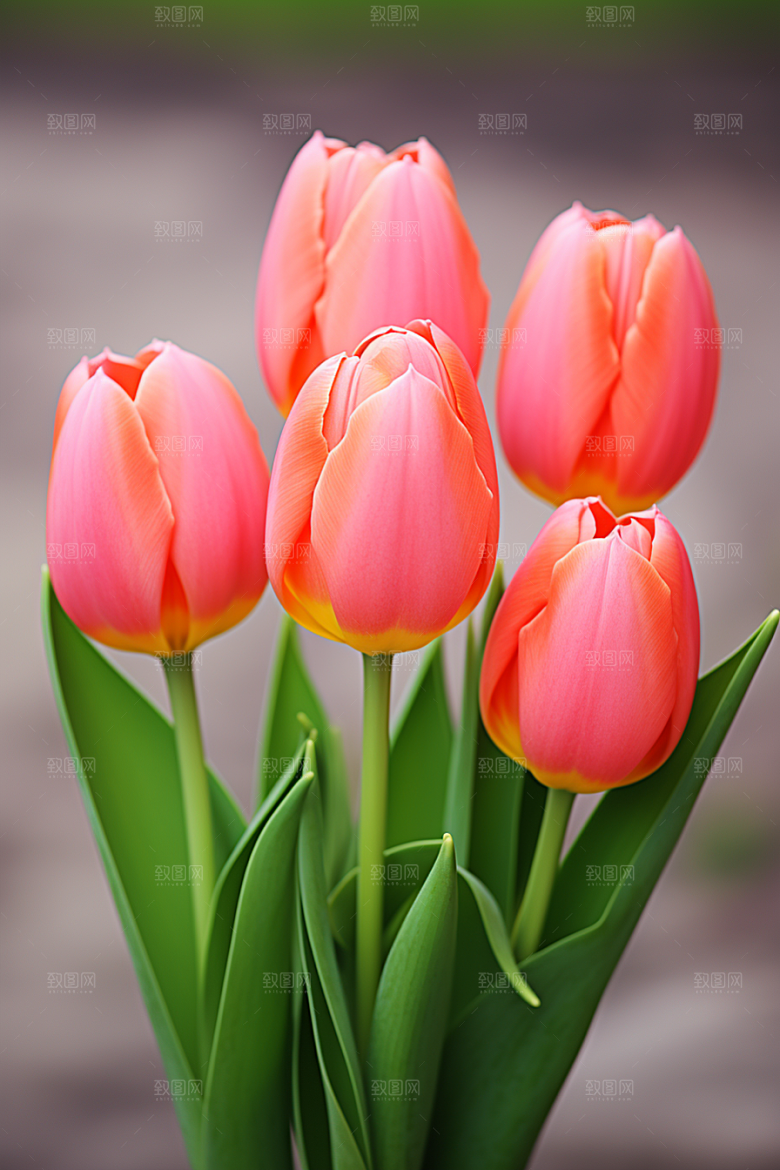 郁金香花朵自然摄影图
