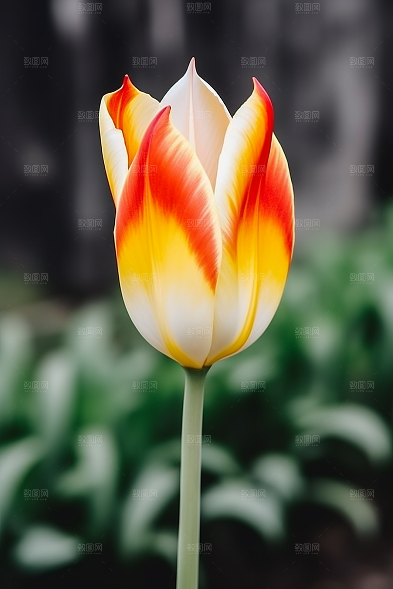 郁金香花朵高清摄影图