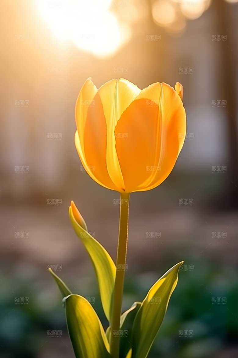 郁金香花朵缤纷摄影图