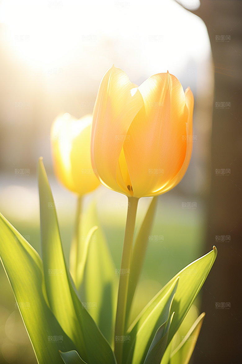 郁金香花朵明媚摄影图