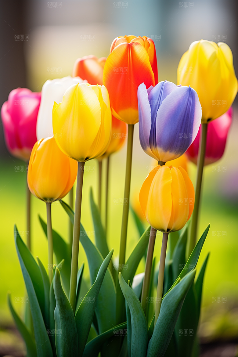 郁金香花朵花卉摄影图