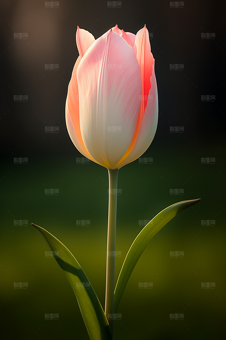 郁金香花卉花朵摄影图