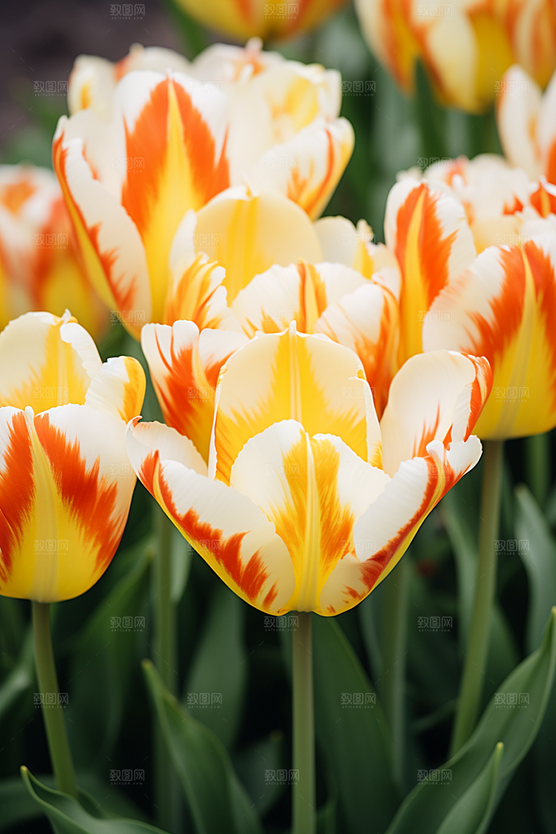 郁金香花朵自然摄影图