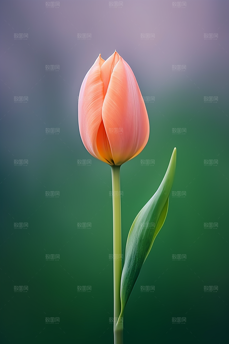 郁金香花朵灿烂摄影图