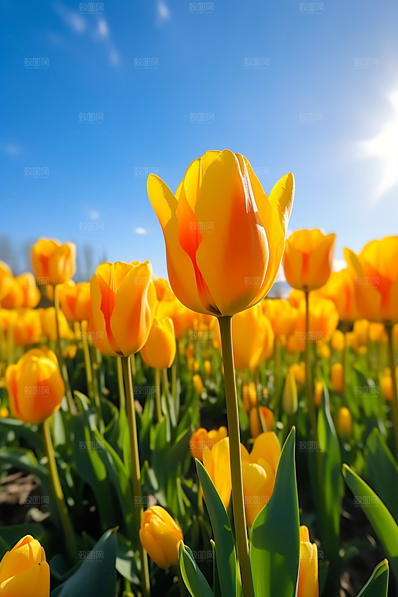 郁金香花朵花朵摄影图