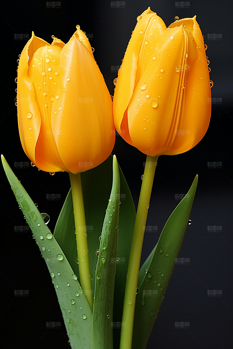 郁金香花卉花朵摄影图