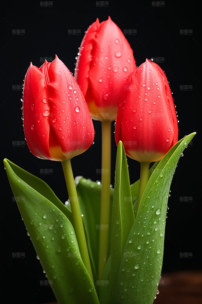 郁金香花朵花卉摄影图