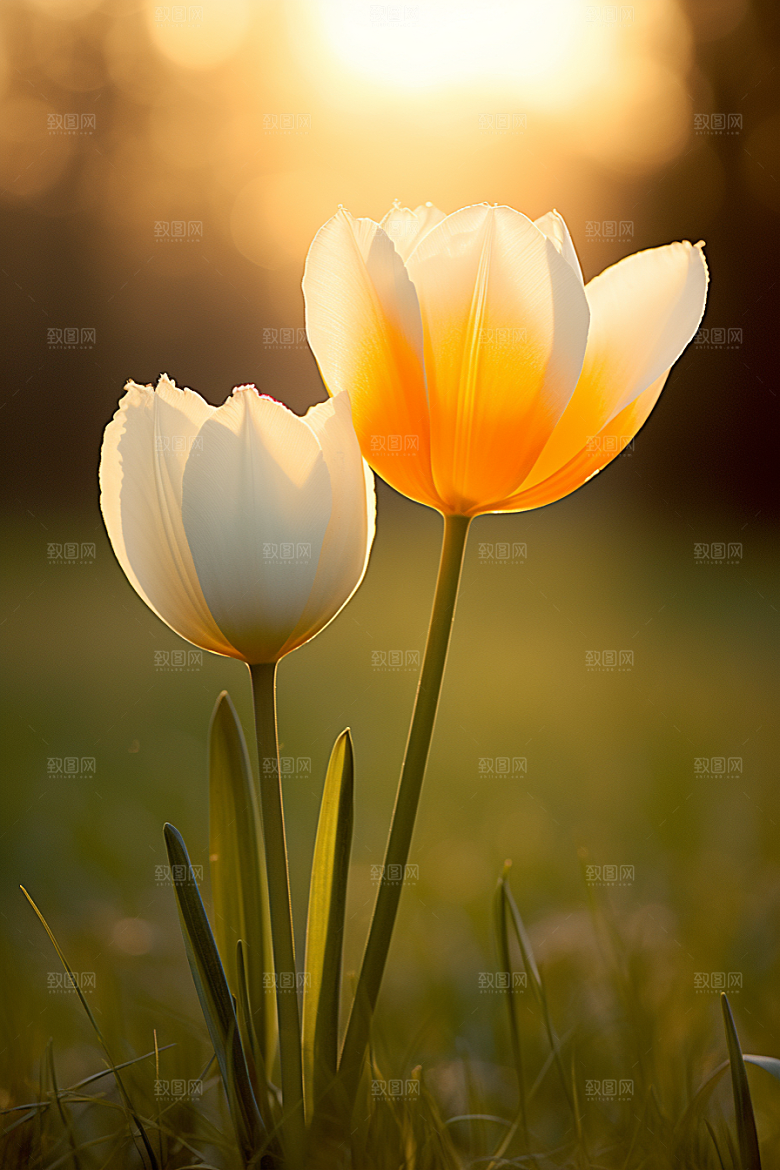 郁金香花朵彩色摄影图