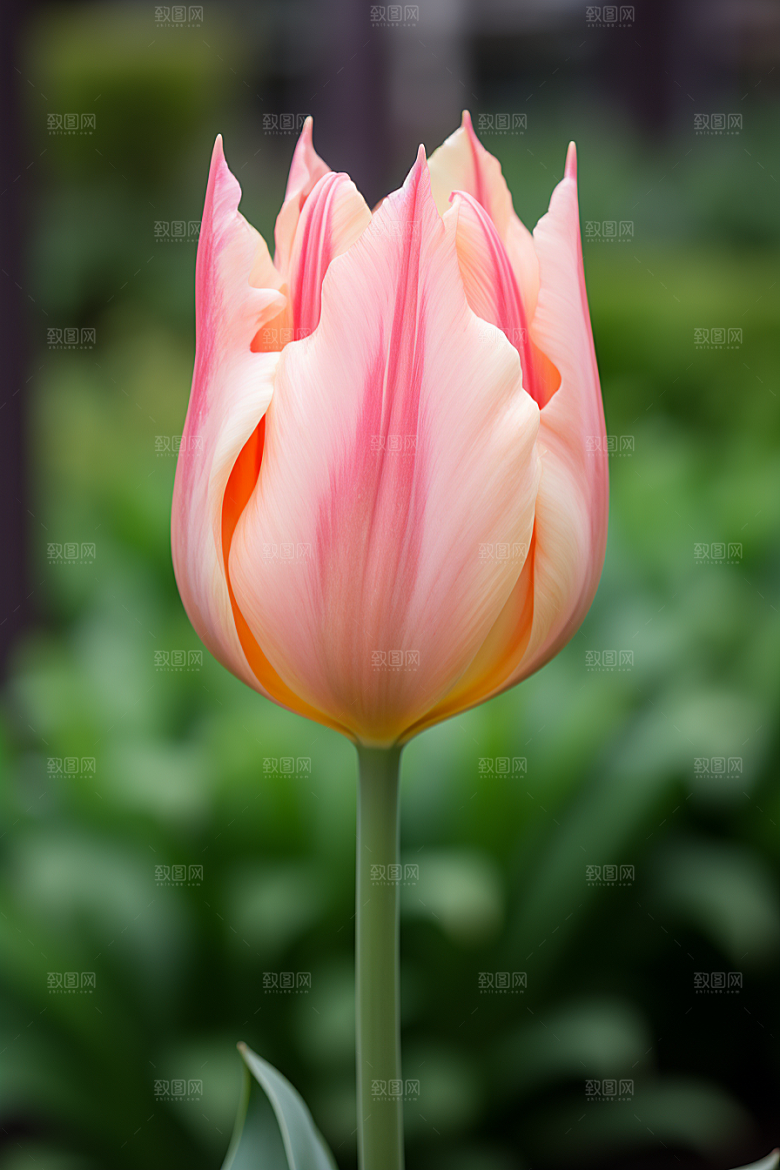 郁金香缤纷花朵摄影图