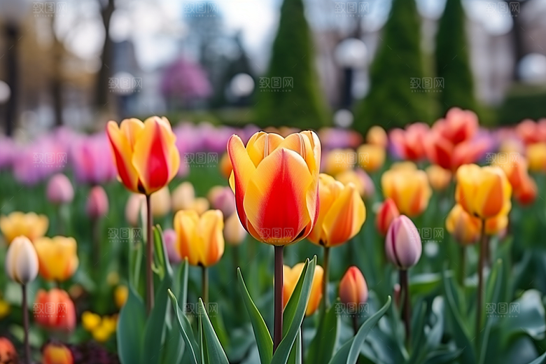 郁金香花朵阳光摄影图