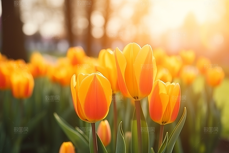 郁金香花卉花朵摄影图